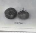 Click for 1 image(s) for this accession. FRUIT